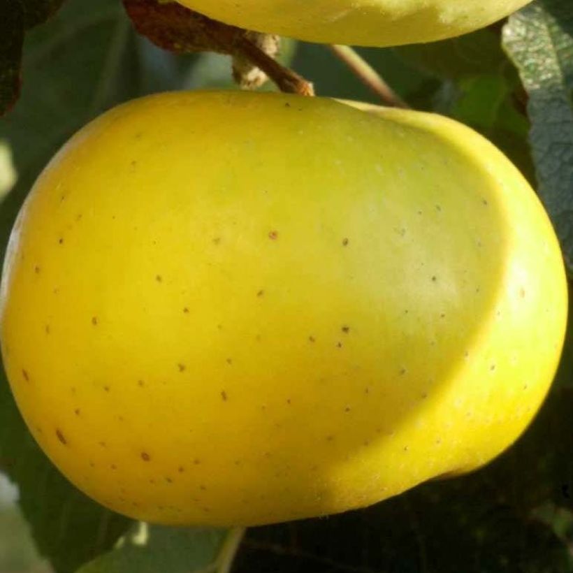 Organic Apple Tree Transparente de Croncels - Malus domestica (Flowering)