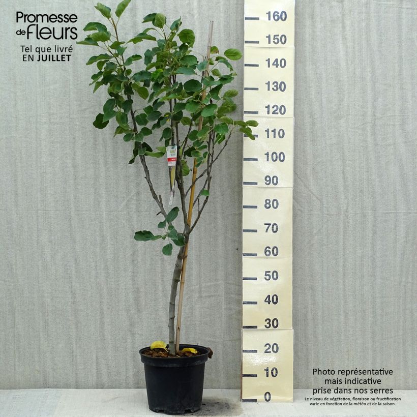Apple Tree Transparente de Croncels - Malus domestica 7.5L/10L pot, Goblet sample as delivered in summer