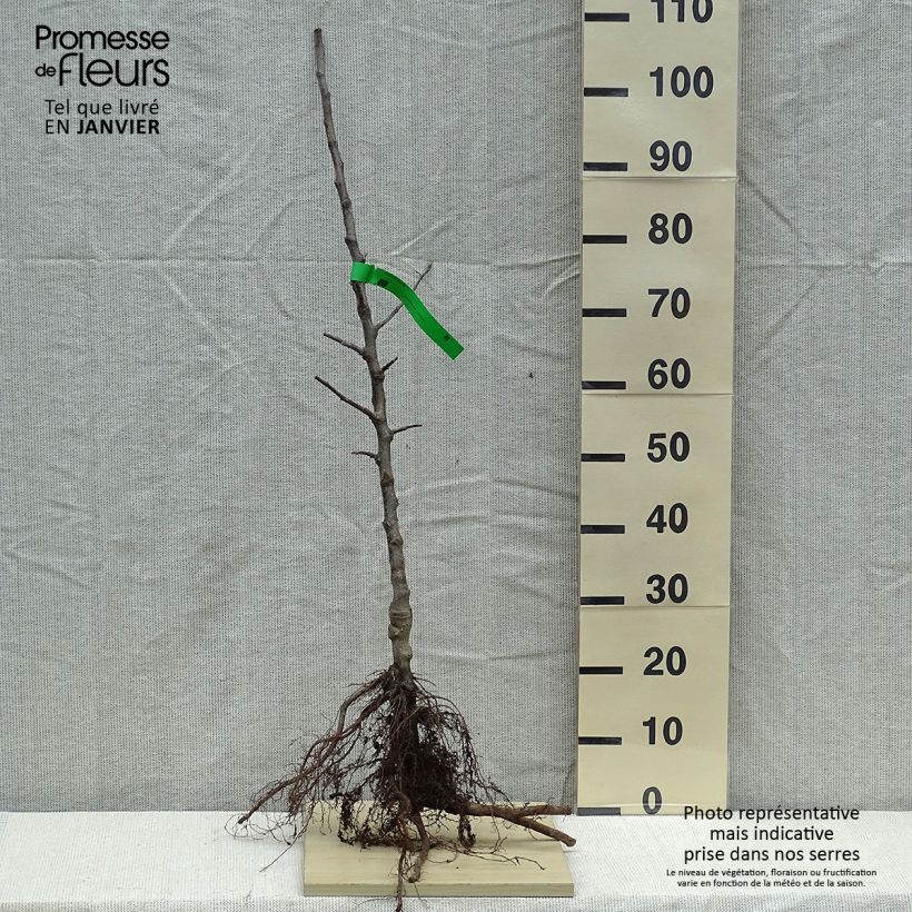 Organic Apple Tree Winston - Malus domestica Bare root, ScionShipped height around 90/120cm sample as delivered in winter
