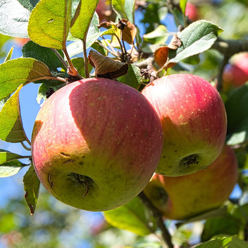 Organic Apple Tree Winston - Malus domestica (Harvest)