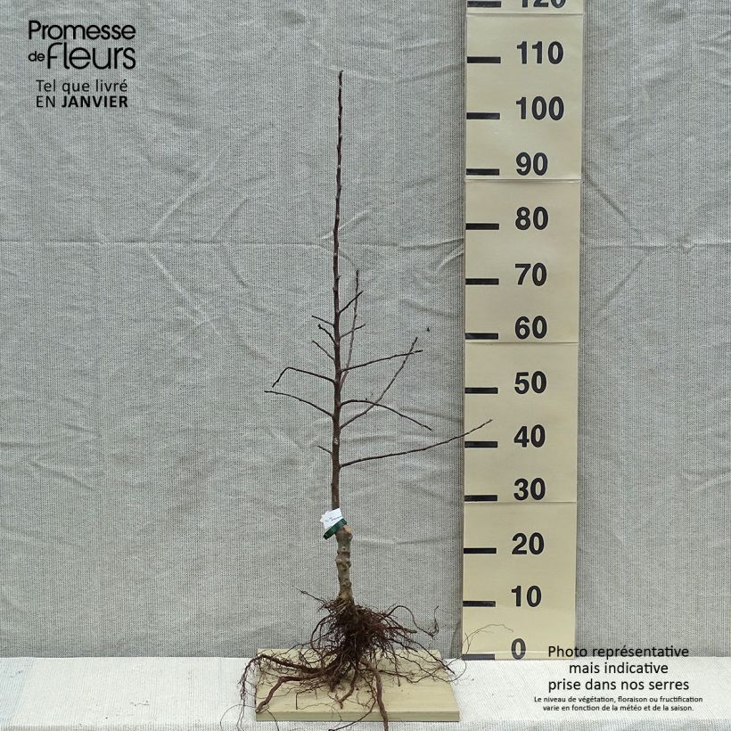Cider Apple Tree Douce Moën - Malus domestica Bare root, ScionShipped height around 90/120cm sample as delivered in winter