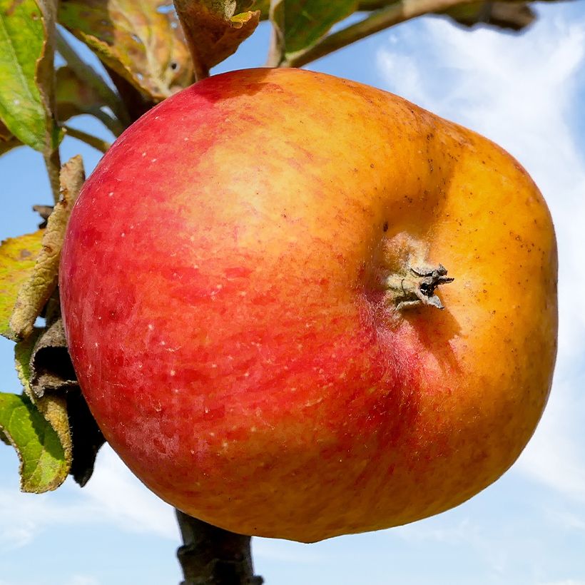 Cider Apple Tree Douce Moën - Malus domestica (Harvest)