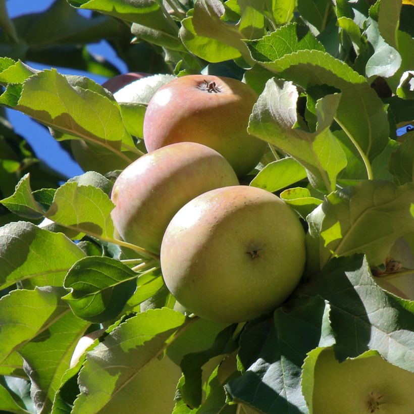 Cider Apple Tree Locard Vert - Malus domestica (Harvest)