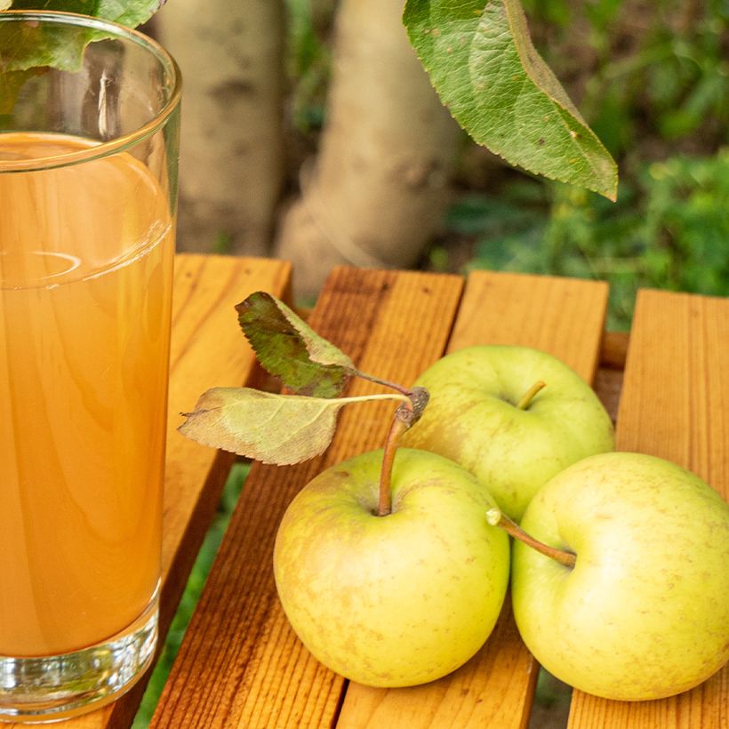 Cider Apple Tree Petit Jaune - Malus domestica (Harvest)