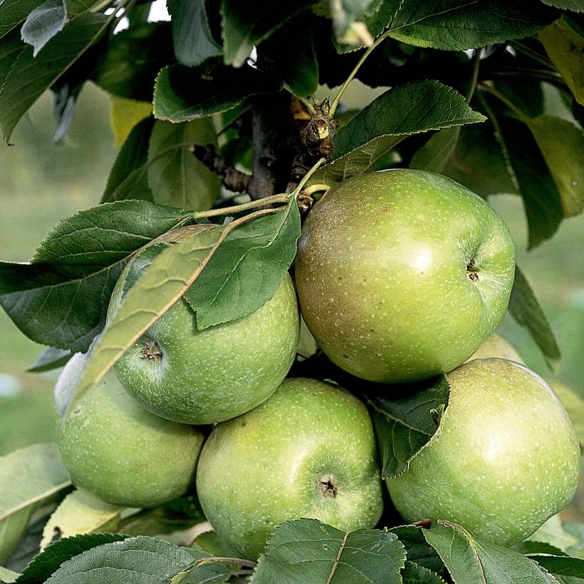 Columnar Apple Tree Amboise - Georges Delbard - Malus domestica (Harvest)