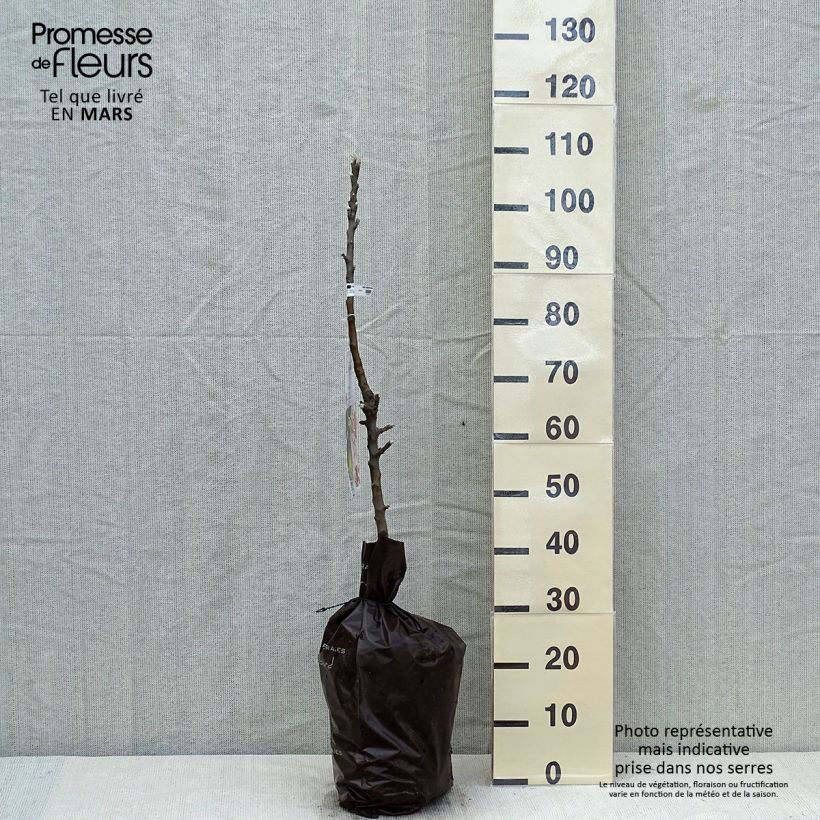 Columnar Apple Tree Amboise - Georges Delbard - Malus domestica Ready-to-plant root ball, ColumnarShipped height around 100/+cm sample as delivered in spring