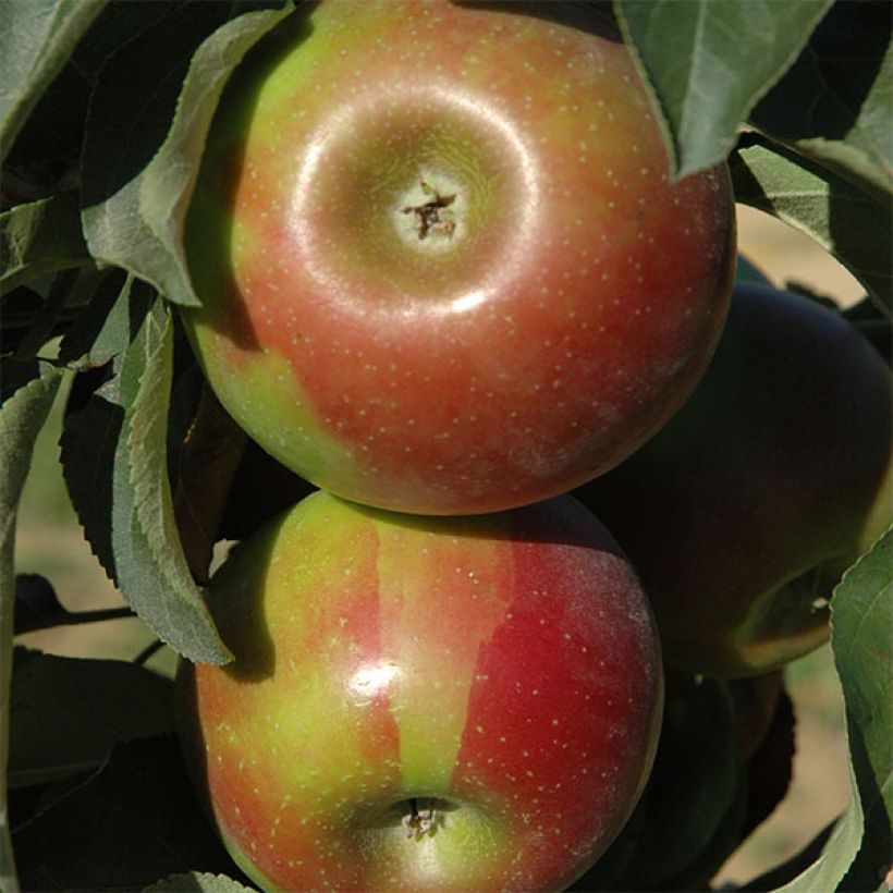 Columnar Apple Tree Ballerina Waltz - Malus domestica (Harvest)