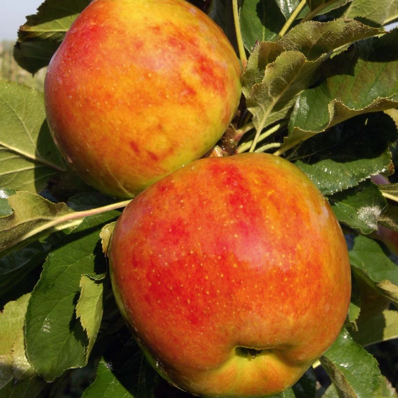Columnar Apple Tree Rondo - Malus domestica (Harvest)