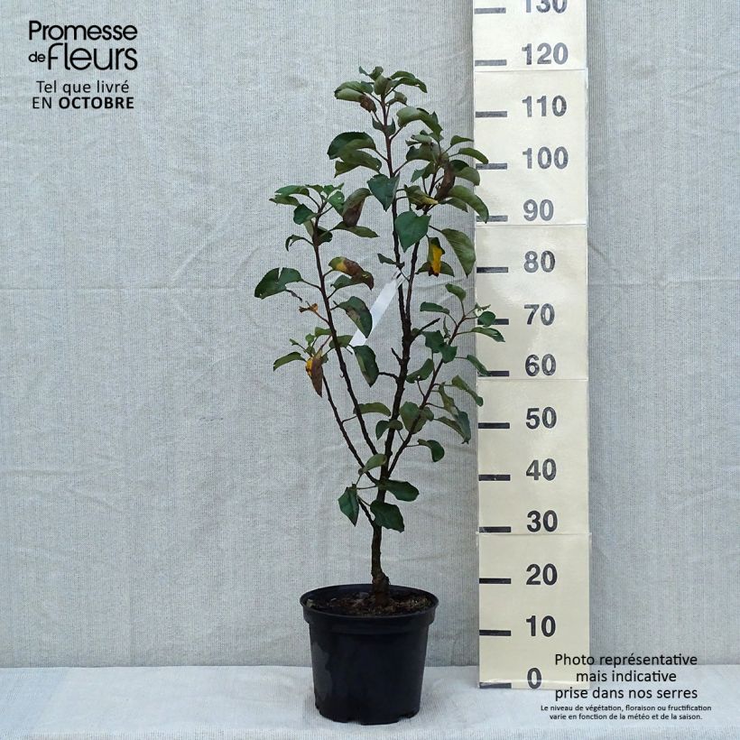 Columnar Apple Tree Rondo - Malus domestica 6L/7L pot, Columnar sample as delivered in autumn