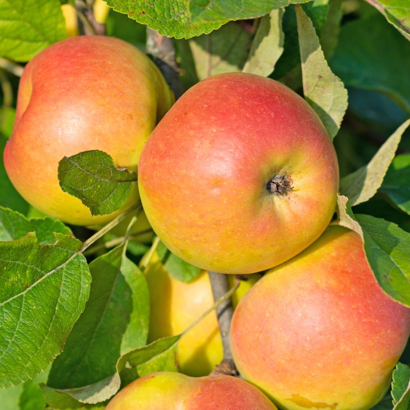 Columnar Apple Tree Sonata - Malus domestica (Harvest)