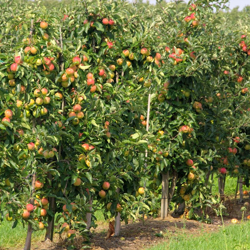 Columnar Apple Tree Versailles Delgrico - Georges Delbard (Plant habit)