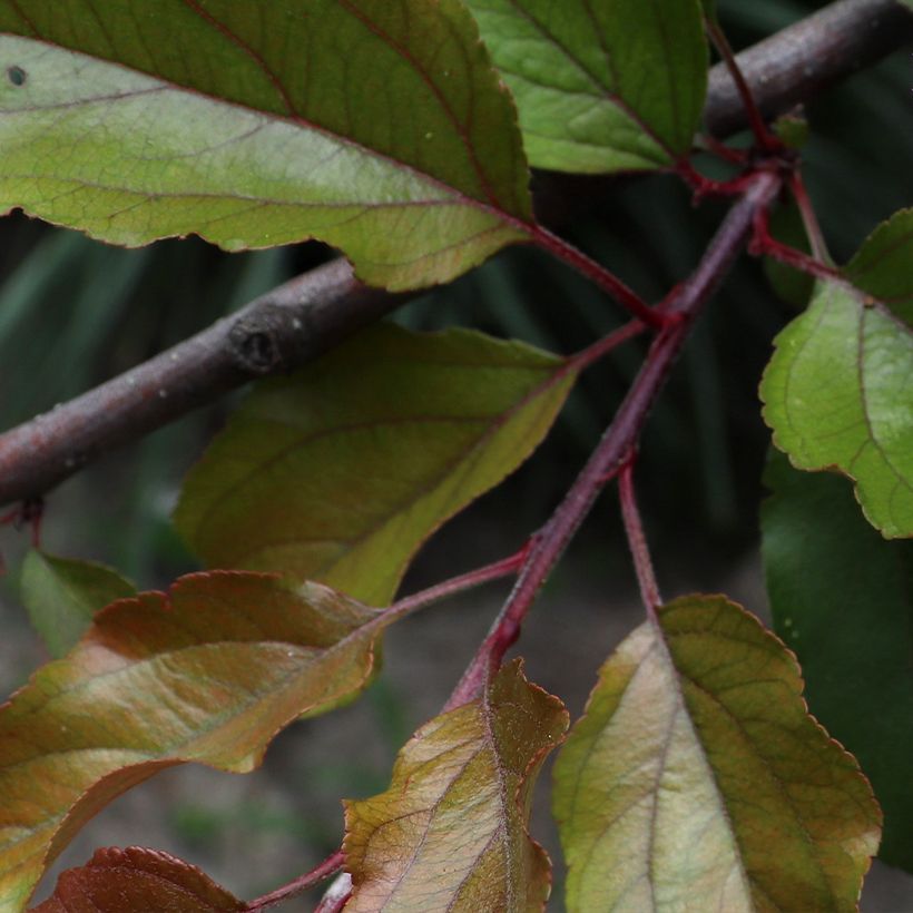 Malus purpureus Aldenhamensis - Crab Apple (Foliage)