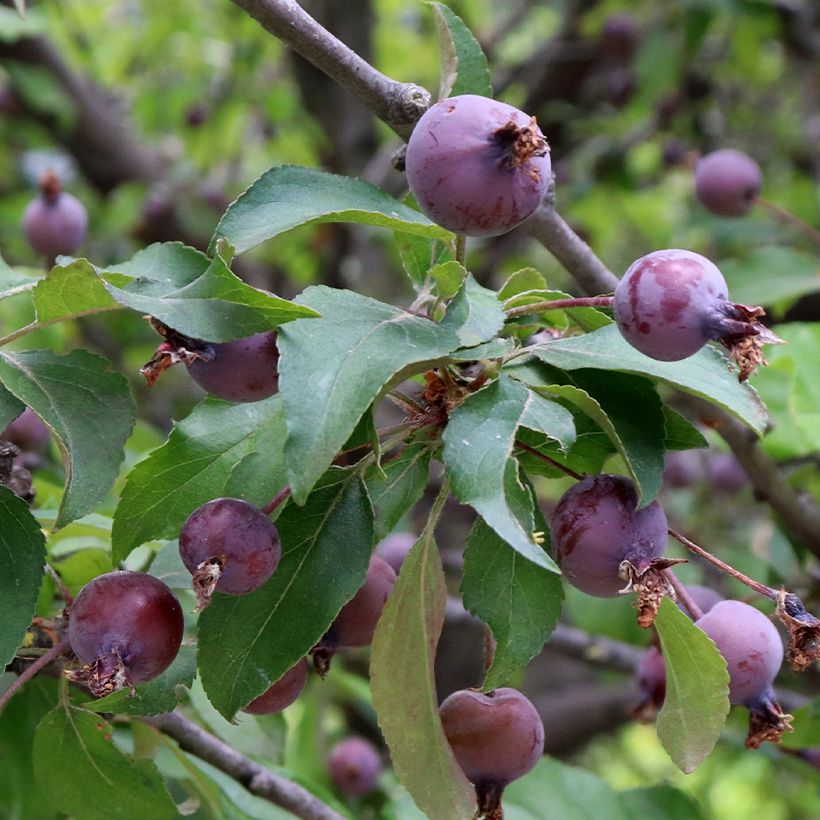 Malus purpureus Aldenhamensis - Crab Apple (Harvest)