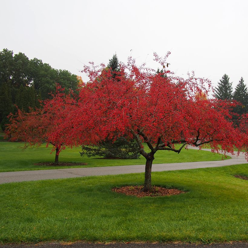 Malus Indian Magic - Crab Apple (Plant habit)