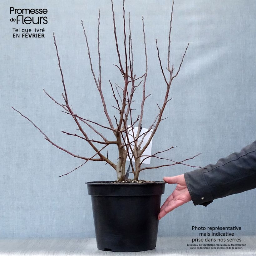 Pommier d'ornement - Malus Perpetu Evereste en pot de 7L Touffe sample as delivered in winter