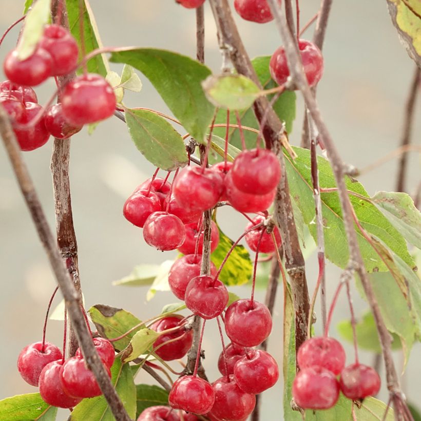 Malus Royal Beauty - Crab Apple (Harvest)