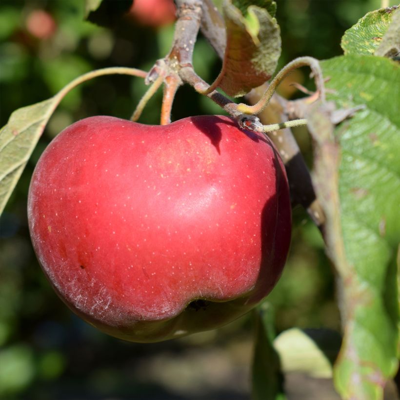 Apple Tree Divine - Malus domestica (Harvest)