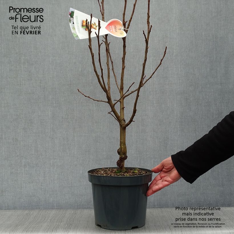 Pommier d'ornement - Malus Golden Hornet en pot de 4/5L sample as delivered in winter