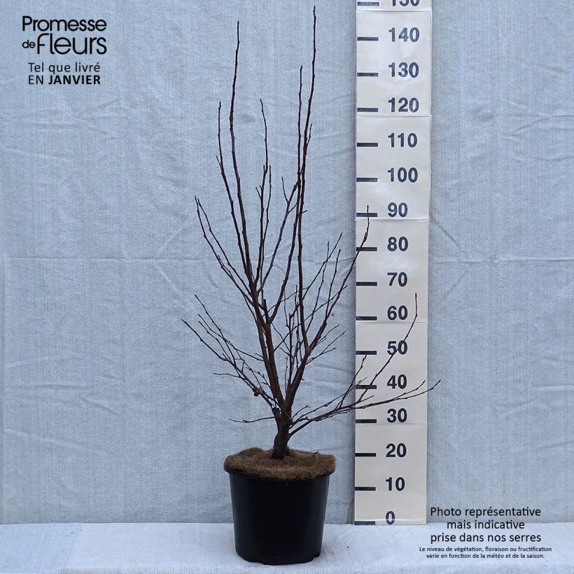 Pommier d'ornement - Malus Red Jewel Pot de 7,5L/10L sample as delivered in winter