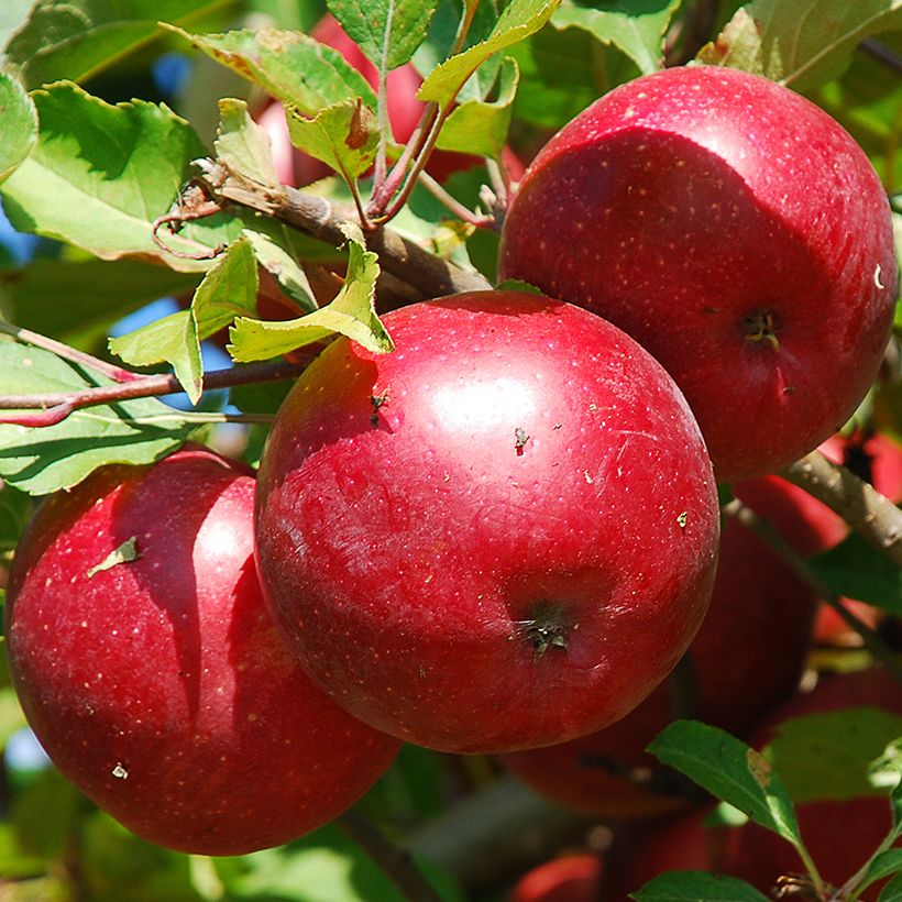 Dwarf Apple Tree Fruit Me Apple Me Red Gala (Harvest)