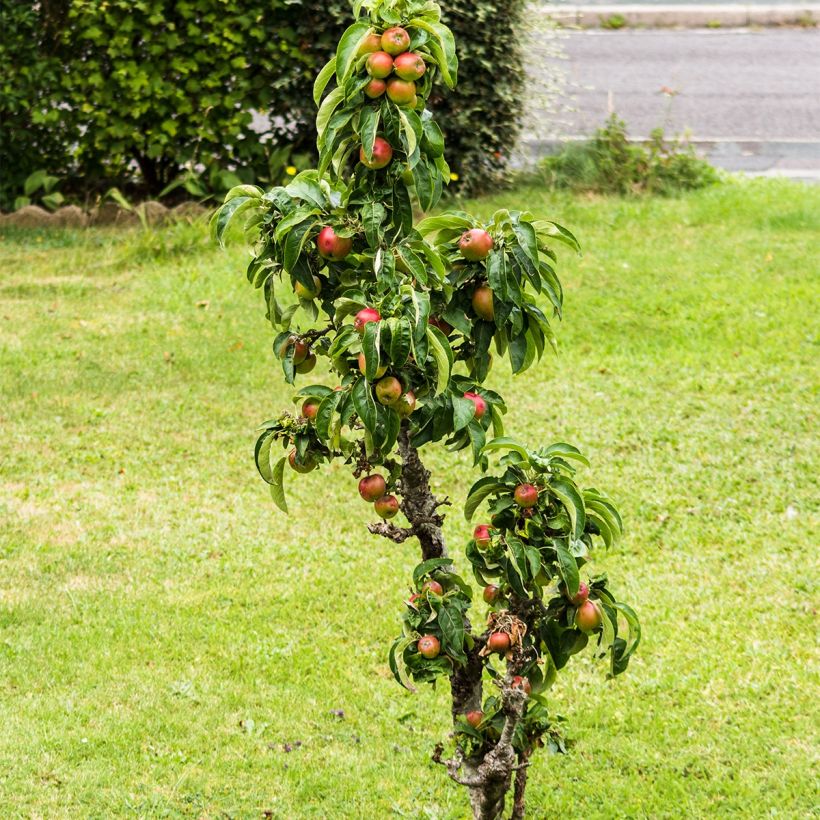 Dwarf Apple Tree Fruit Me Apple Me Elstar (Plant habit)