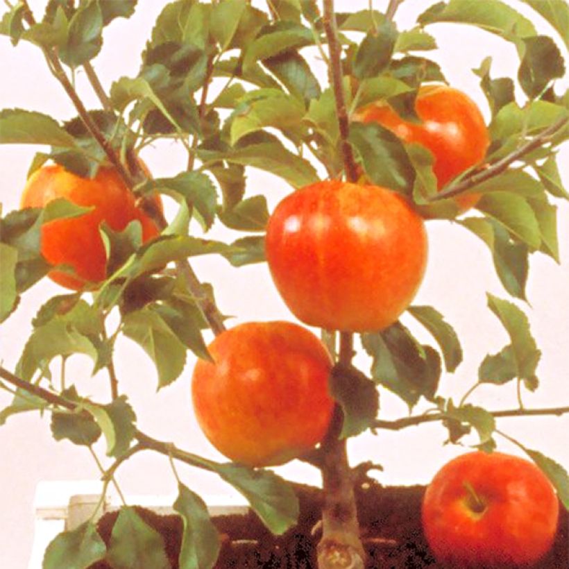 Dwarf Apple Tree Garden Sun Red - Malus domestica (Harvest)