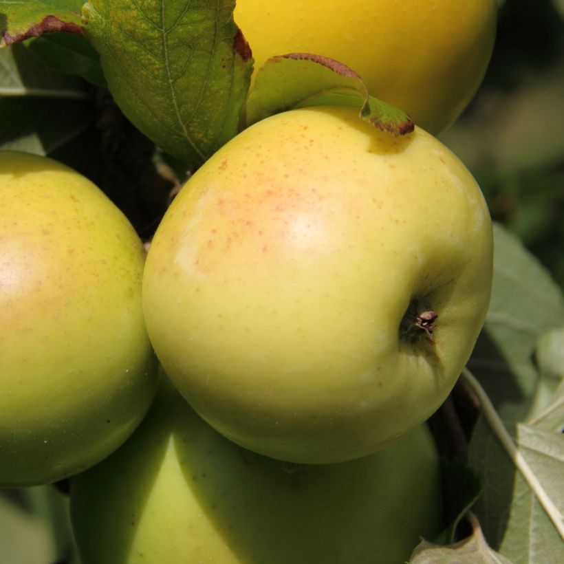 Dwarf self-fertile apple tree Fruit Me Apple Me Yellow Golden (Harvest)