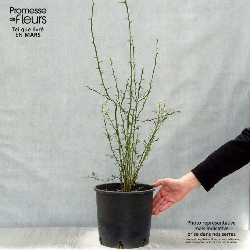 Poncirus trifoliata sample as delivered in spring
