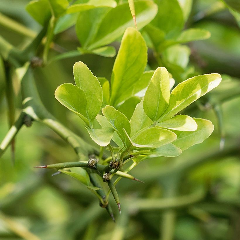 Poncirus trifoliata Flying Dragon (Foliage)
