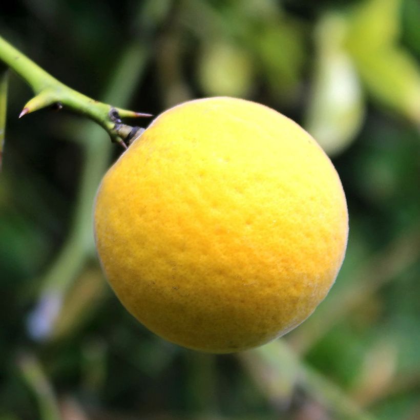 Poncirus trifoliata Flying Dragon (Harvest)