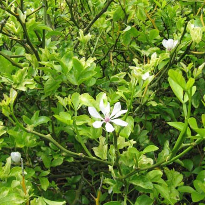 Poncirus trifoliata (Plant habit)