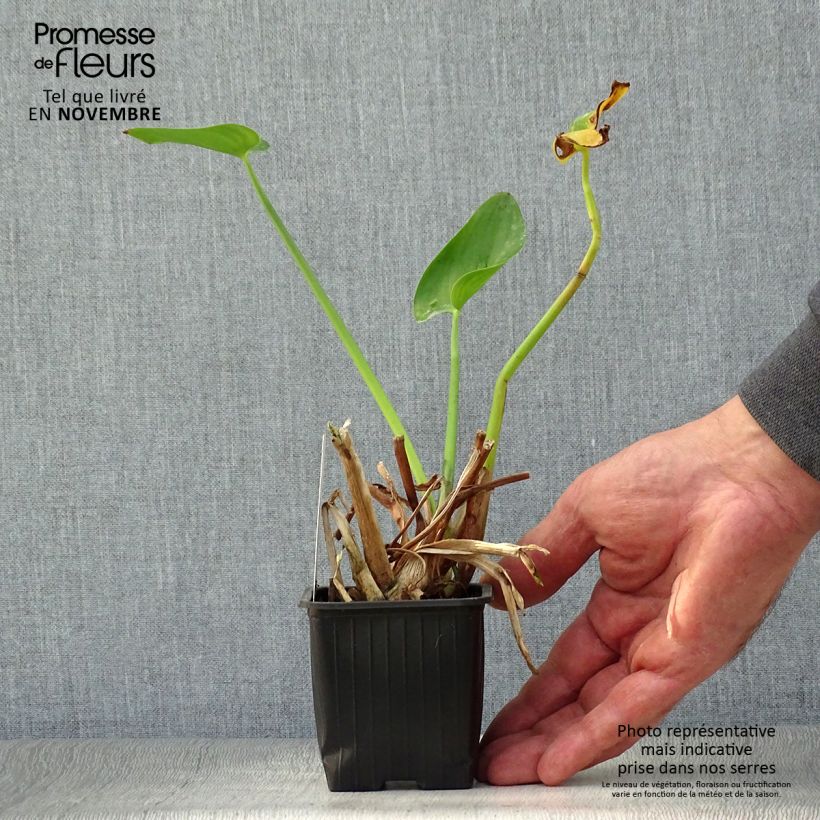 Pontederia cordata 8/9 cm pot sample as delivered in autumn