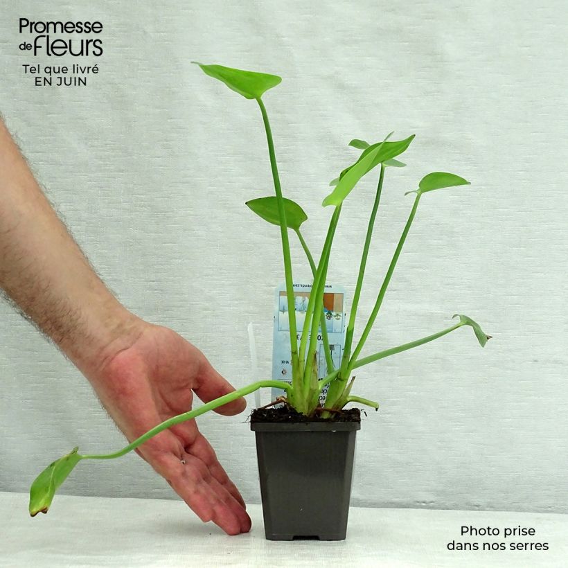 Pontederia cordata White Pike 8/9 cm pot sample as delivered in summer