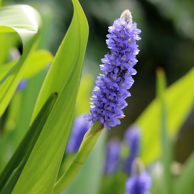 Pontederia lanceolata (Flowering)
