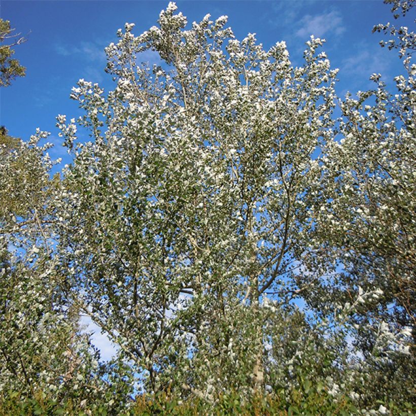 Populus alba Nivea - White Poplar (Plant habit)
