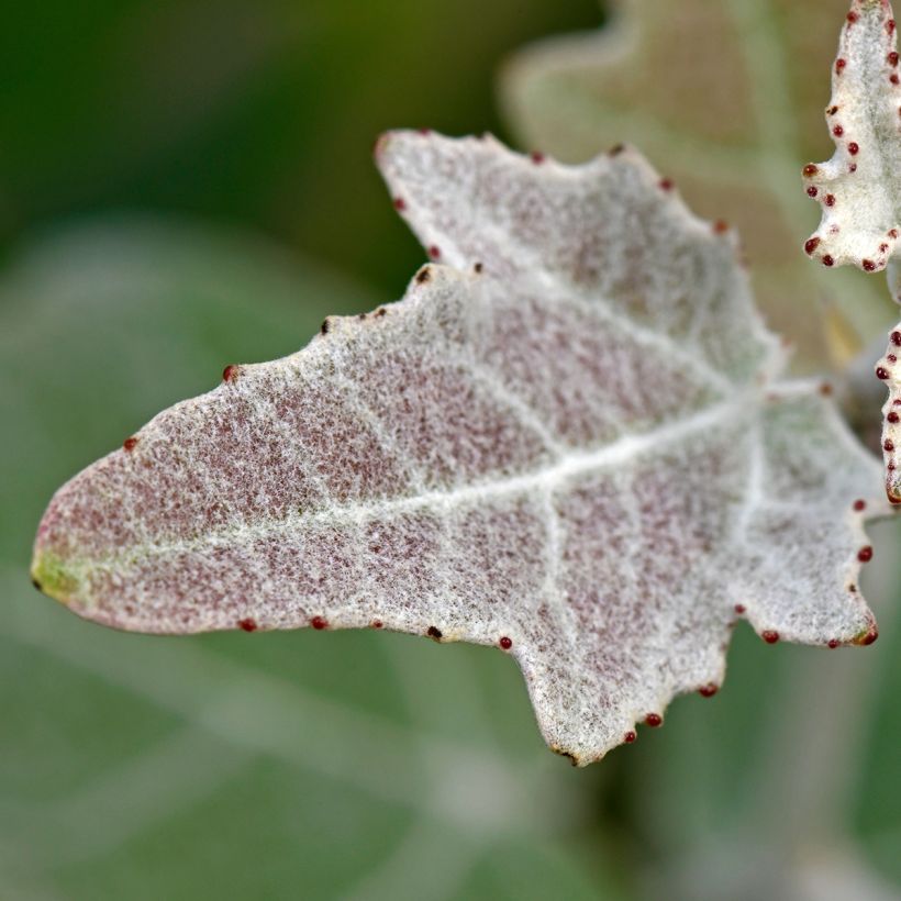 Populus alba - White Poplar (Foliage)