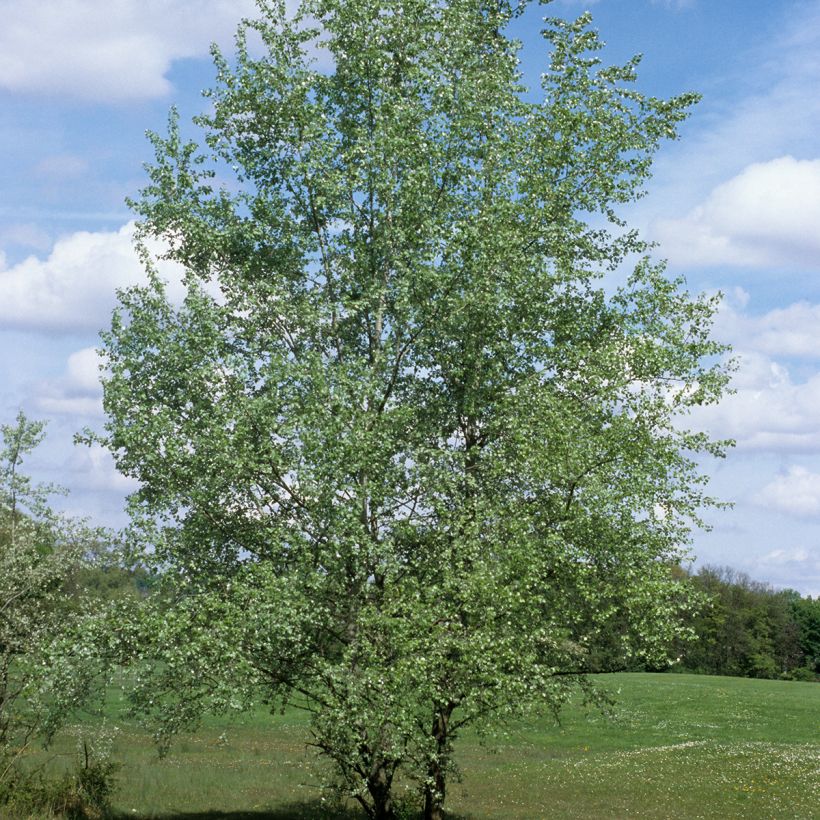 Populus alba - White Poplar (Plant habit)