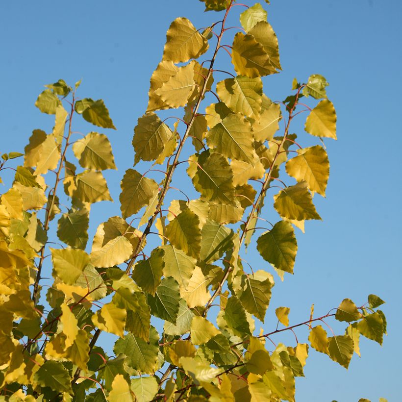 Populus x canadensis Serotina Aurea - Canadian Poplar (Foliage)