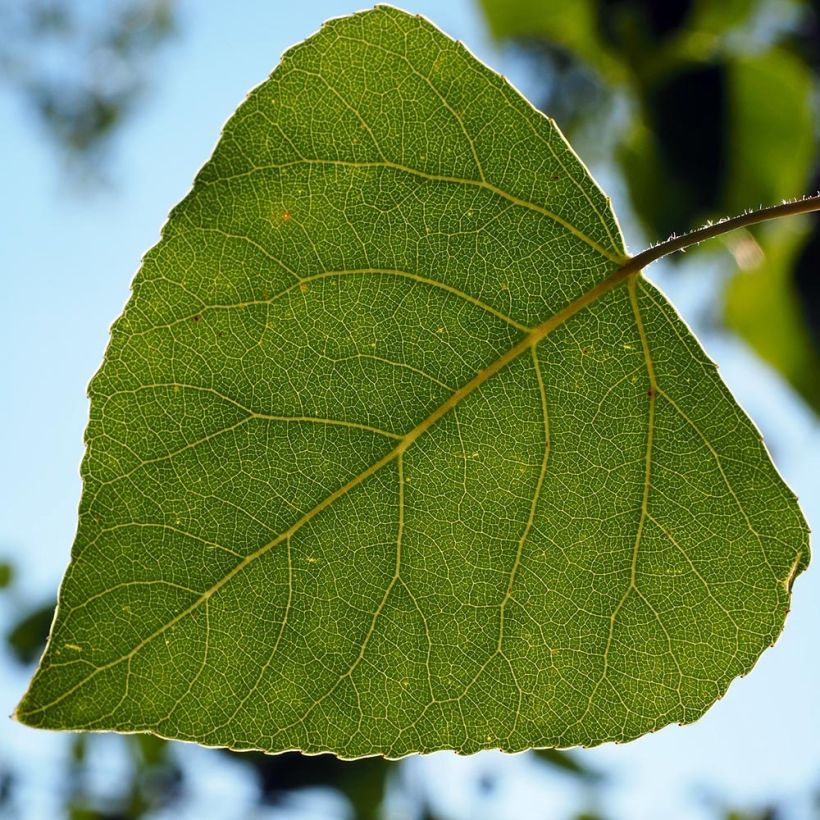 Populus nigra Italica - Black Poplar (Foliage)