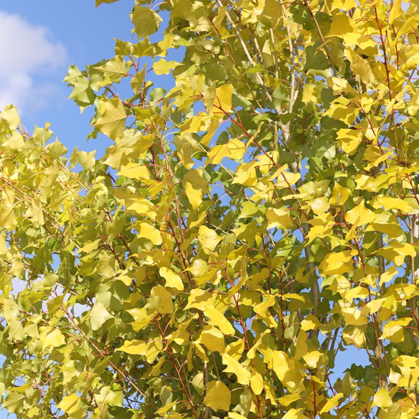 Populus nigra Lombardy Gold - Black Poplar (Foliage)