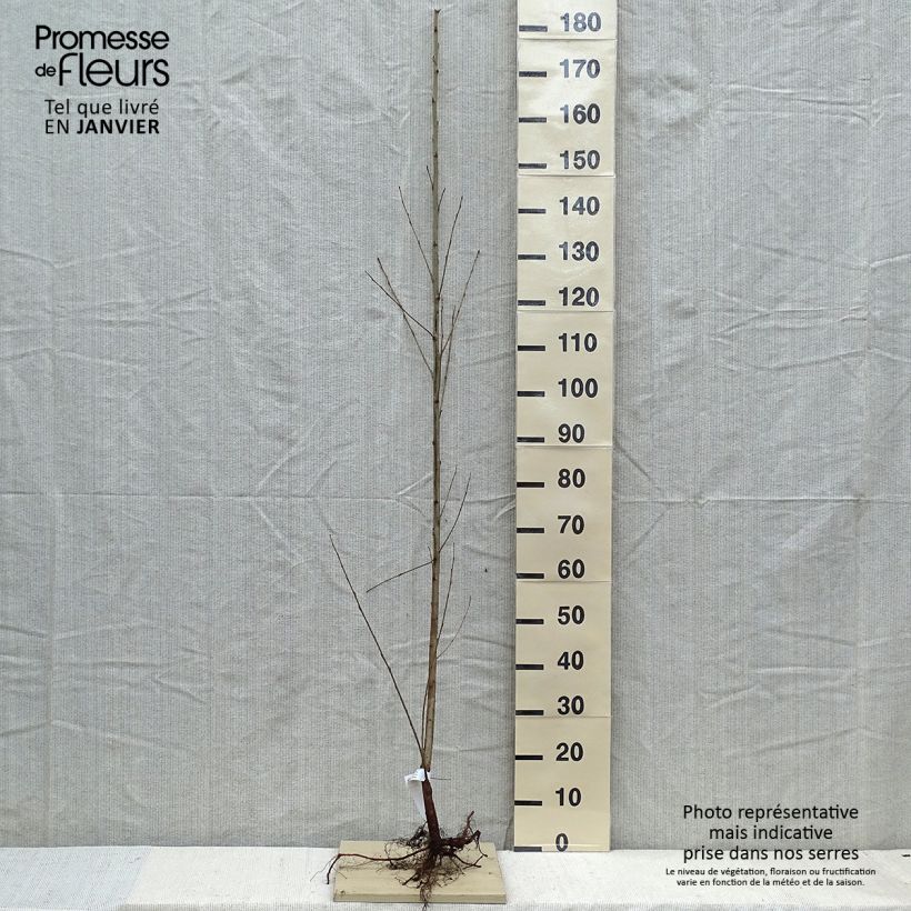 Populus nigra - Black Poplar Bare rootShipped height around 80/120cm sample as delivered in winter