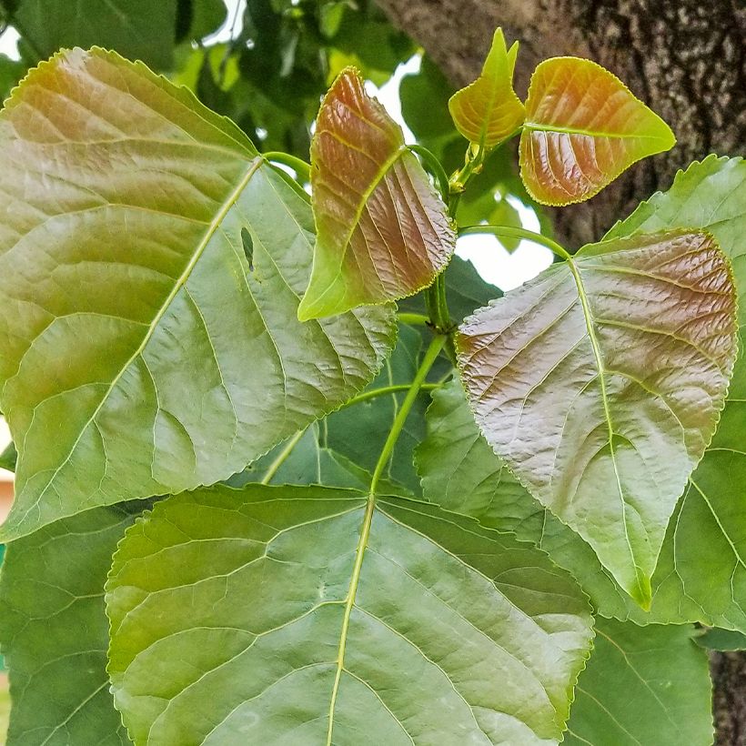 Populus nigra - Black Poplar (Foliage)