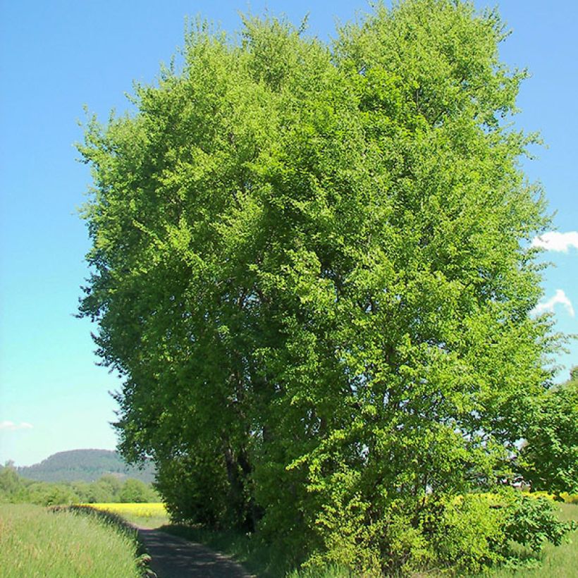 Populus tremula - Aspen (Plant habit)