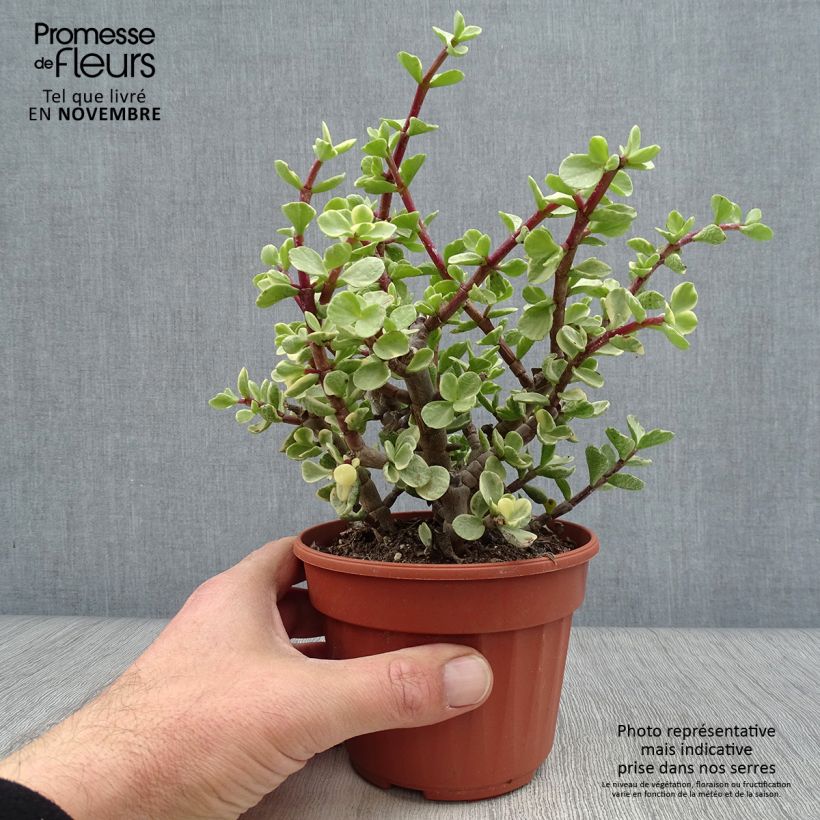 Portulacaria afra Variegata Pot de 13 cm sample as delivered in autumn