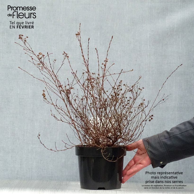 Potentilla fructicosa Glamour Girl - Potentille arbustive Pot de 2L/3L sample as delivered in winter