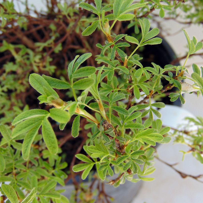 Potentilla fruticosa Bellissima - Shrubby Cinquefoil (Foliage)