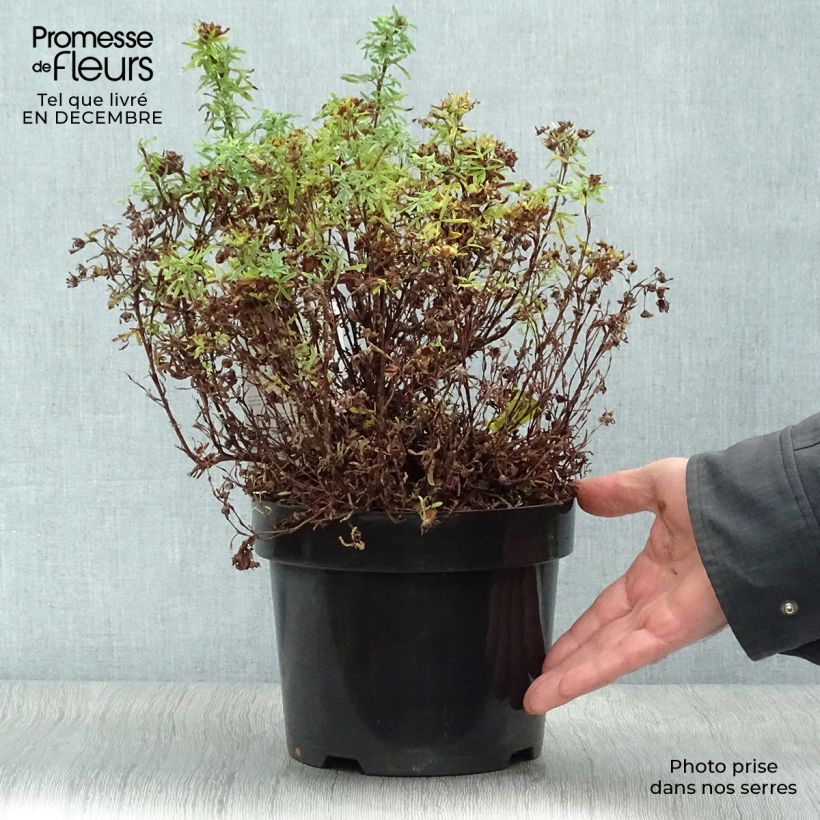 Potentilla fruticosa Bellissima - Potentille arbustive Pot de 2L/3L sample as delivered in winter