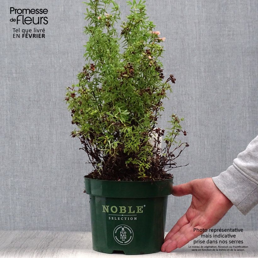 Potentilla fruticosa Bellissima - Potentille arbustive Pot de 2L/3L sample as delivered in autumn