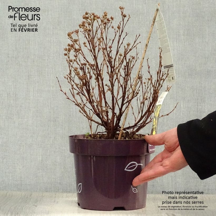 Potentilla fruticosa Citrus Tart- Potentille arbustive Pot de 2L/3L sample as delivered in winter