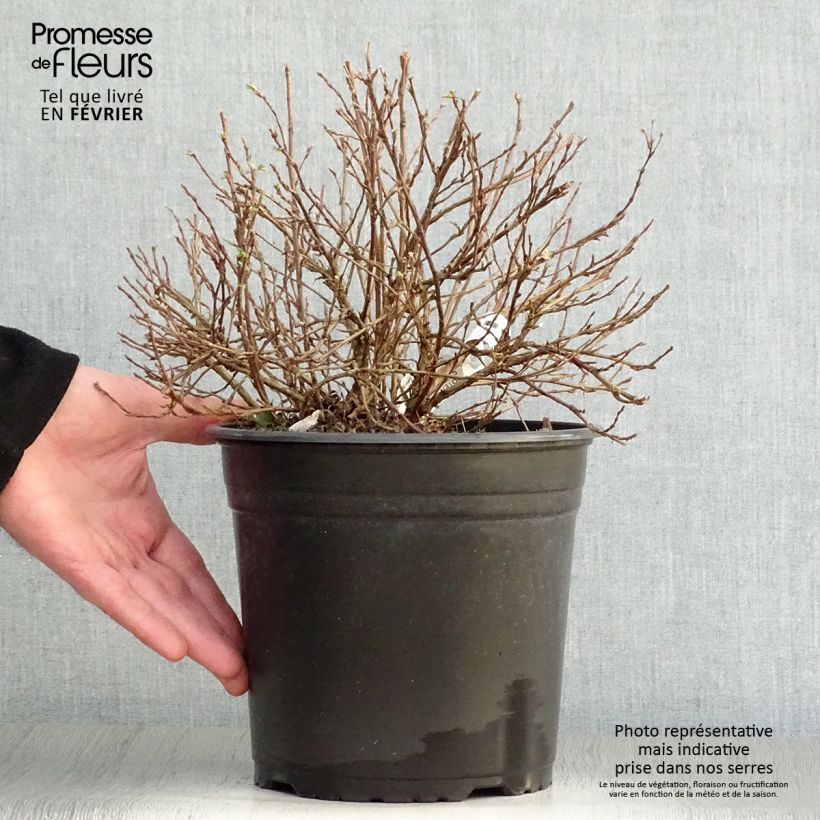 Potentilla fruticosa Double Punch Pastel - Potentille arbustive Pot de 3L/4L sample as delivered in winter